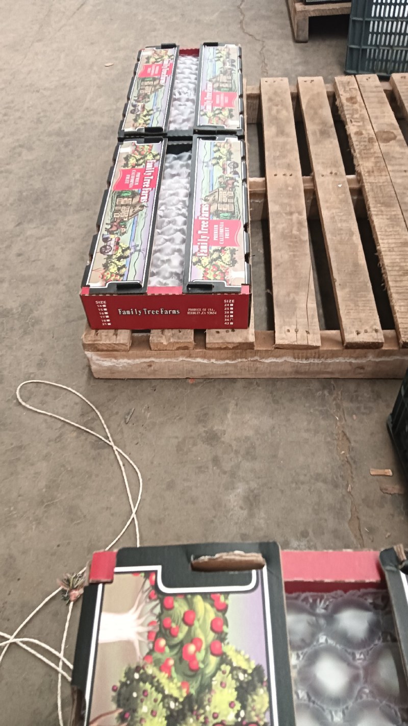 安格诺李子大量供应中，欢迎新老客户抢购中