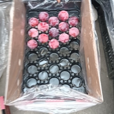 安格诺李子大量供应中，欢迎新老客户抢购中