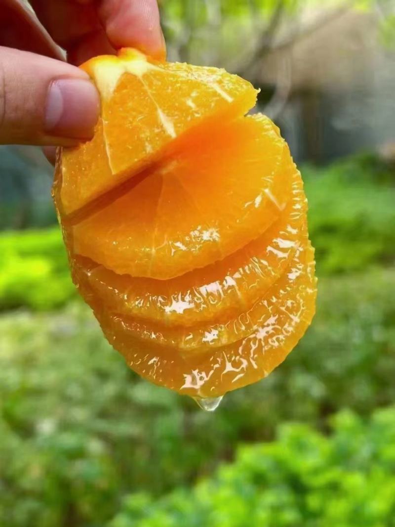 九月红脐橙//爆汁橙/九月红果肉细腻水分充足化渣
