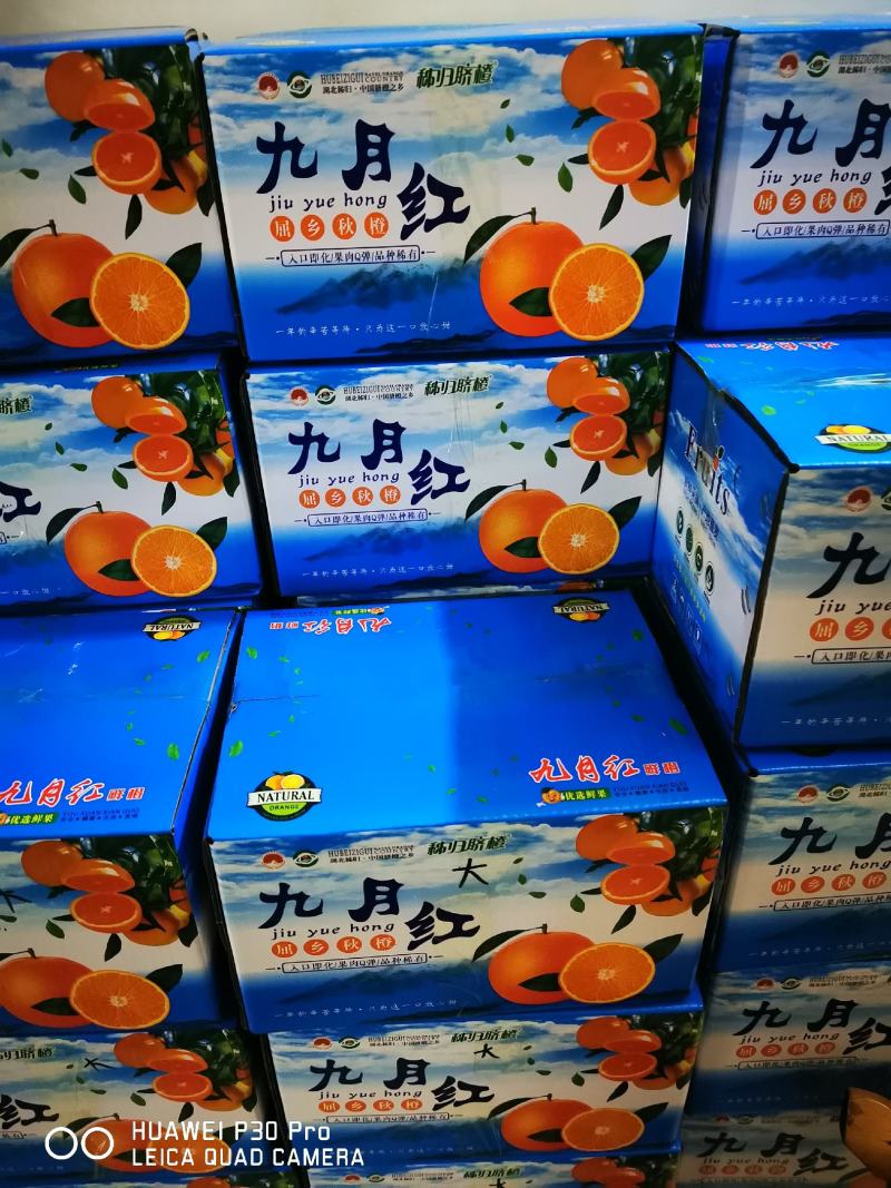 九月红脐橙//爆汁橙/九月红果肉细腻水分充足化渣