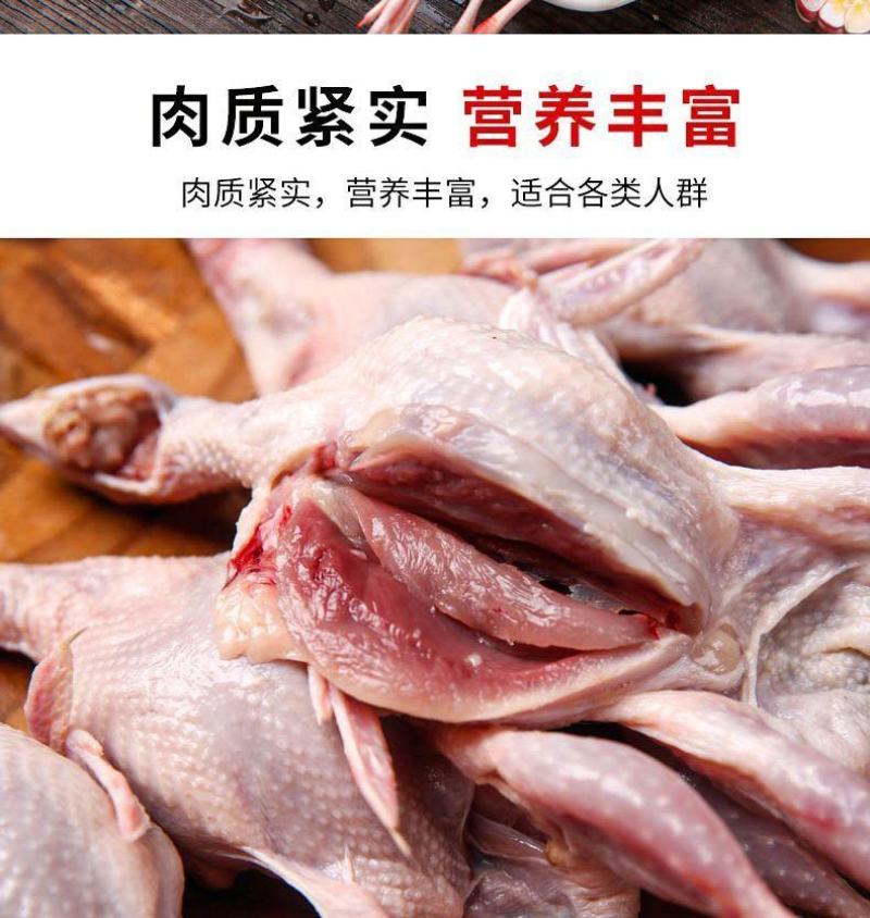 大放血现杀母鹌鹑去内脏活体现杀新鲜白条鹌鹑肉乳鸽烧烤炖汤