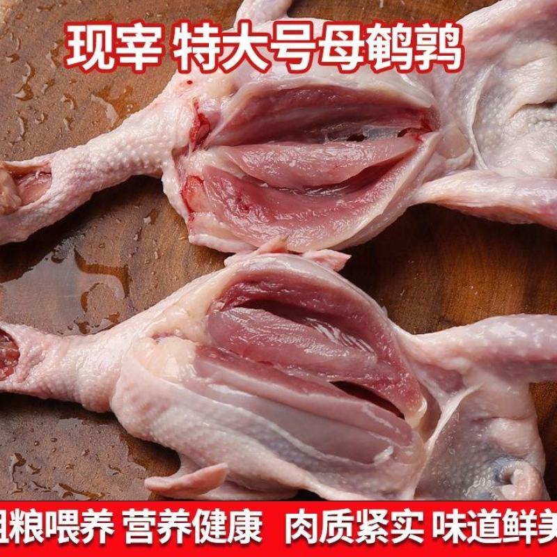 大放血现杀母鹌鹑去内脏活体现杀新鲜白条鹌鹑肉乳鸽烧烤炖汤