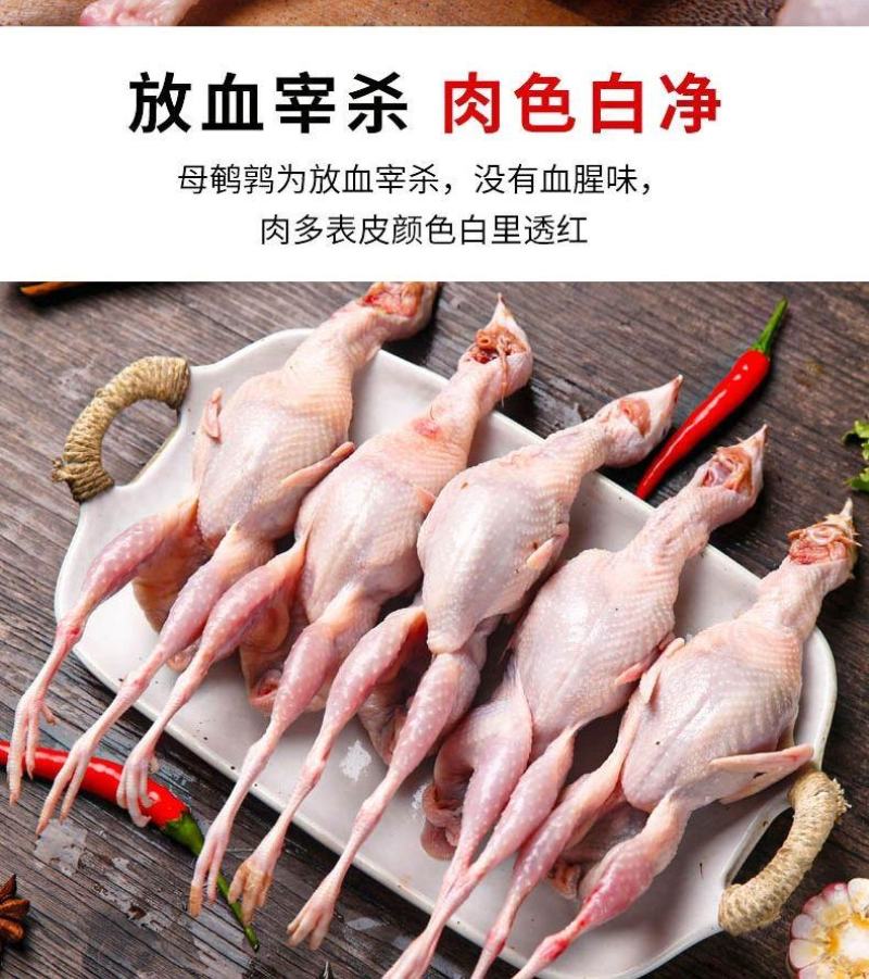 大放血现杀母鹌鹑去内脏活体现杀新鲜白条鹌鹑肉乳鸽烧烤炖汤