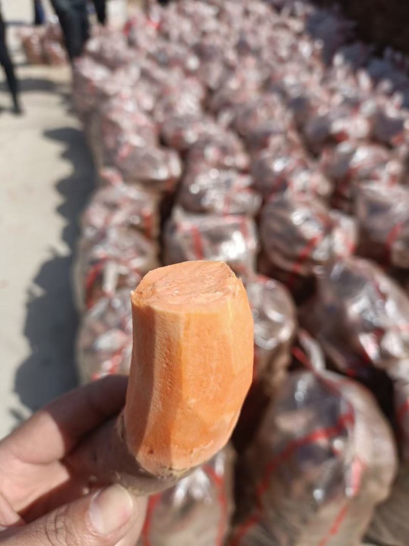 山东优质烟薯二五地瓜大量上市中，欢迎电话咨询