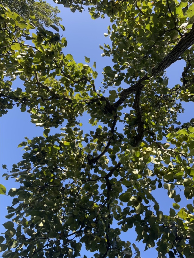 酸梨/安梨持续下树中，欢迎各位老板品尝