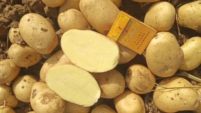 【精品】河北产地土豆大量上市货源充足承接市场批发整车走货