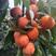 灵宝柿子大面积上市了，品种，火葫芦，胭脂红，吊红等品价低