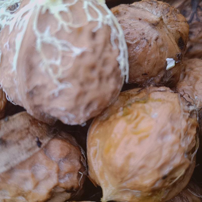 青皮核桃去皮干核桃薄皮核桃贵州山区农家核桃
