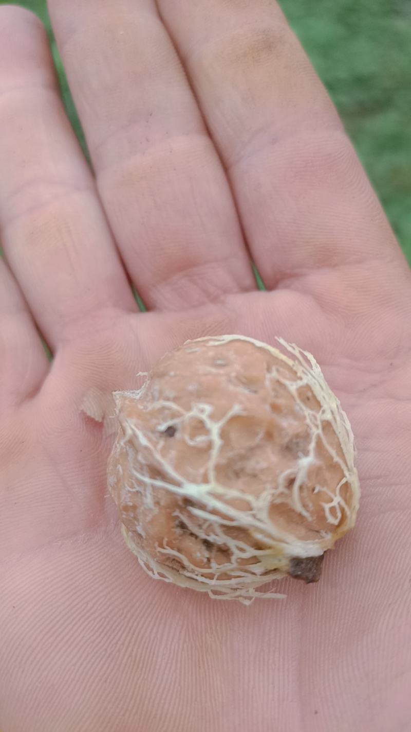 青皮核桃去皮干核桃薄皮核桃贵州山区农家核桃