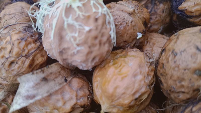 青皮核桃去皮干核桃薄皮核桃贵州山区农家核桃