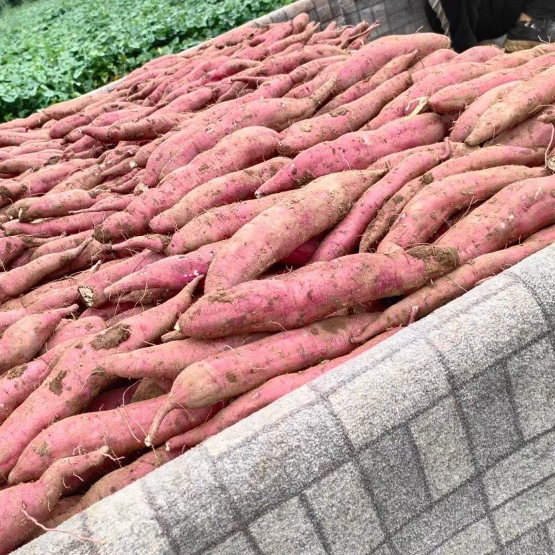 虢王红薯日挖万斤欢迎客商，电商对接