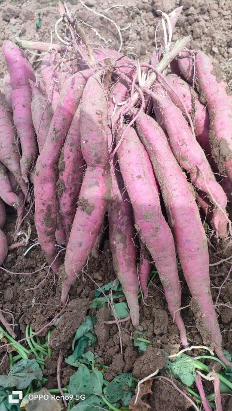 虢王红薯日挖万斤欢迎客商，电商对接