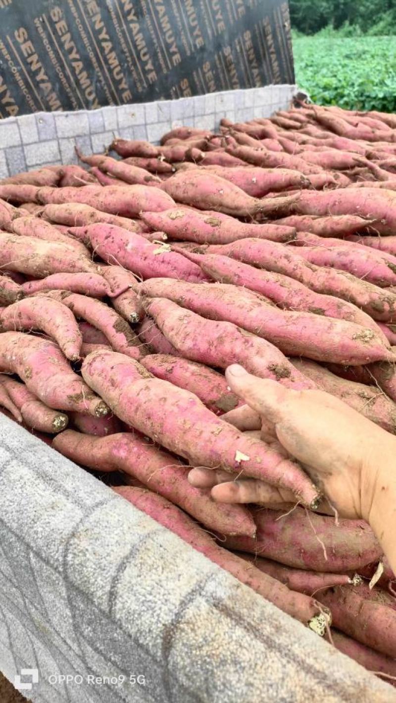 虢王红薯日挖万斤欢迎客商，电商对接