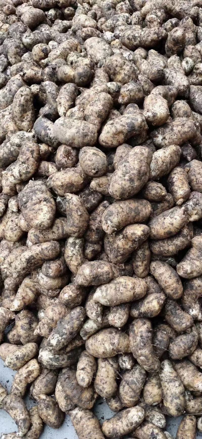 新鲜天麻正当季，规格齐全，欢迎新老客户订购，运费买家自理