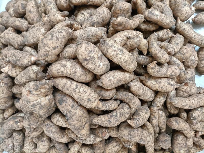 新鲜天麻正当季，规格齐全，欢迎新老客户订购，运费买家自理