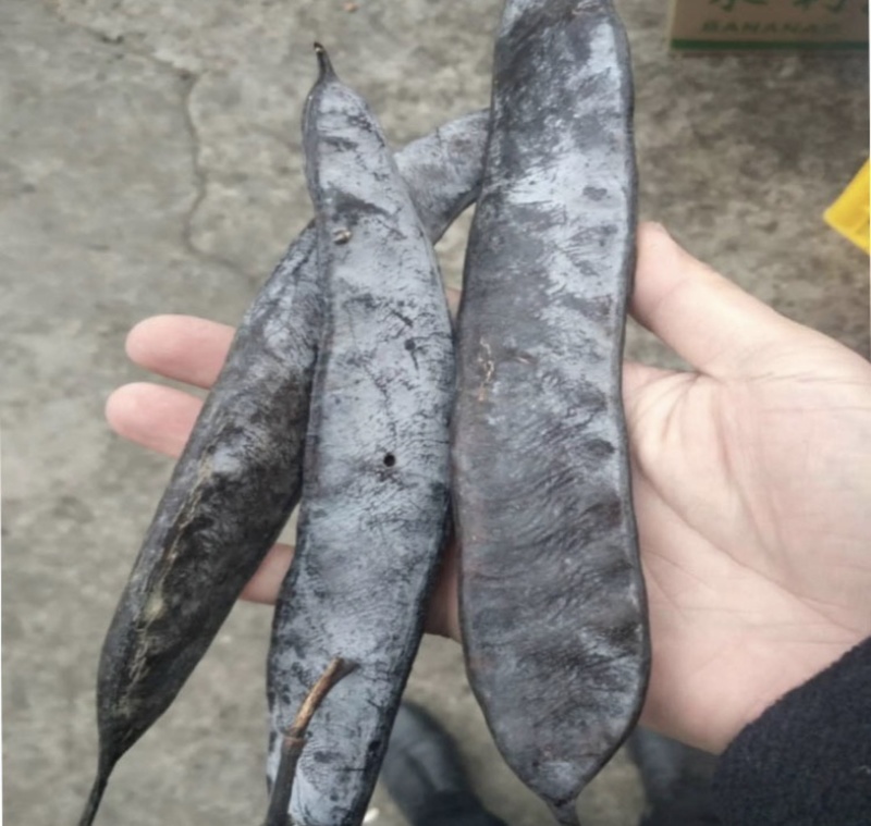 皂角振兴药材批发量大从优一站式采购