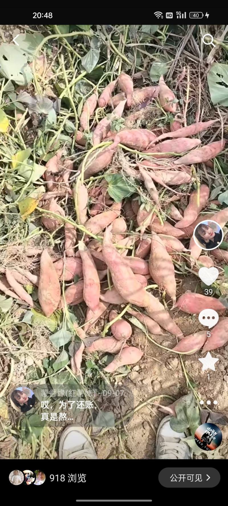 西瓜红红薯，软糯香甜