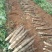 柳州黑鬼山药大量上市货源充足欢迎各地老板前来选购