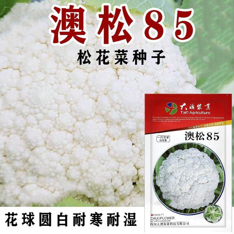 正宗松花菜种子澳门松85花四季大高产懒人春秋播种可越冬大