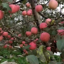 陕西红富士苹果