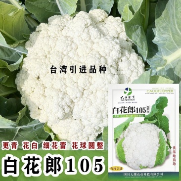 正宗四季松花菜种子台湾散花杂交免盖球有机高产农家基地专用