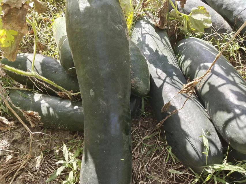 冬瓜与其他食材一起煲汤的健康食谱