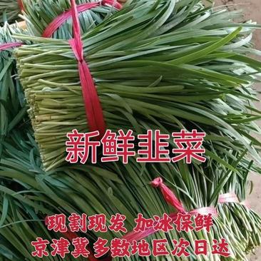 河北唐山乐亭韭菜，2023年头茬大叶韭菜，当天采摘当天发货