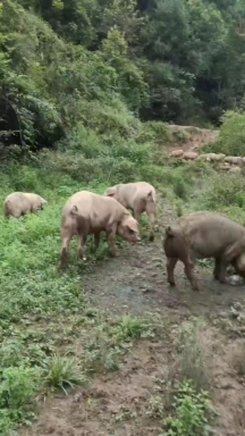 农家腊肉土猪肉，自己山里散养的猪自己制作的腊肉香得很