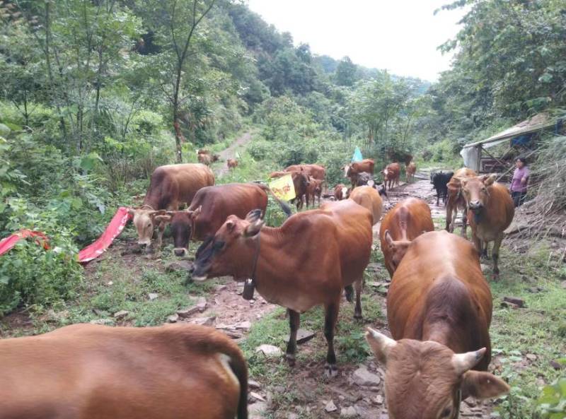 农家鲜黄牛肉，山里散养，肉质紧实香味足欢迎联系