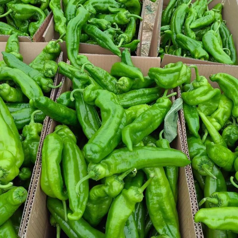 鲜辣椒，精品301泡椒#薄皮椒#线椒#螺丝椒，大量上市