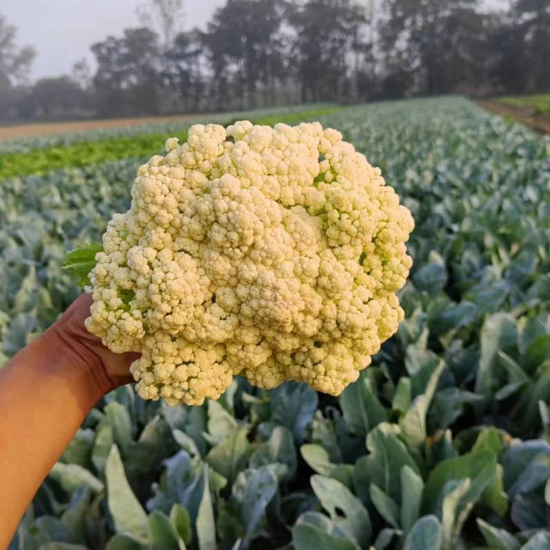 有机花菜露天种植产地直发一首货源