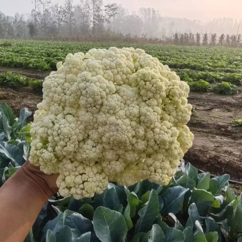 有机花菜露天种植产地直发一首货源