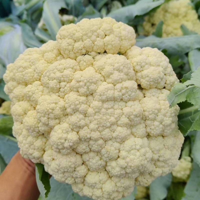 有机花菜露天种植产地直发一首货源