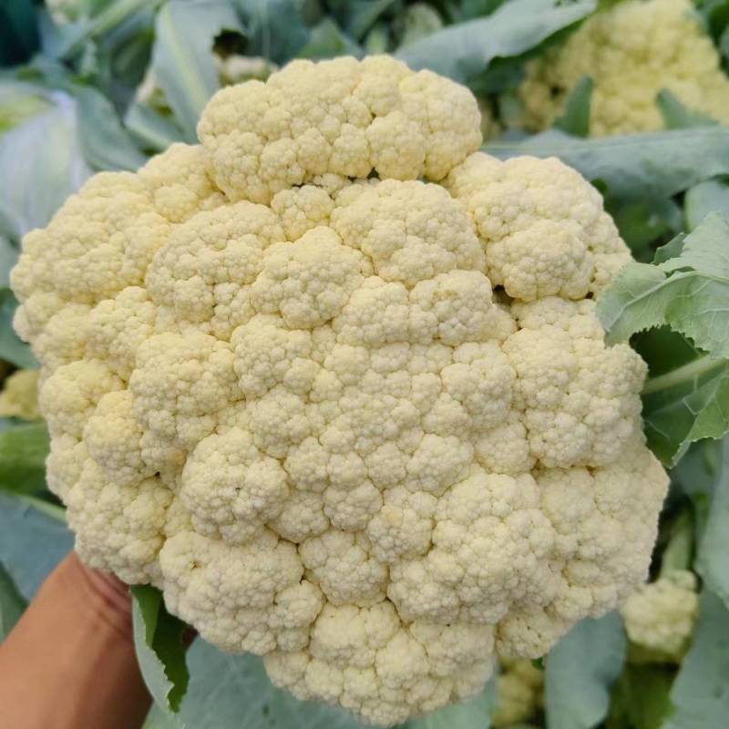 有机花菜露天种植产地直发一首货源
