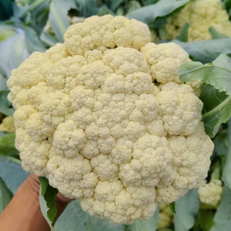 有机花菜露天种植产地直发一首货源