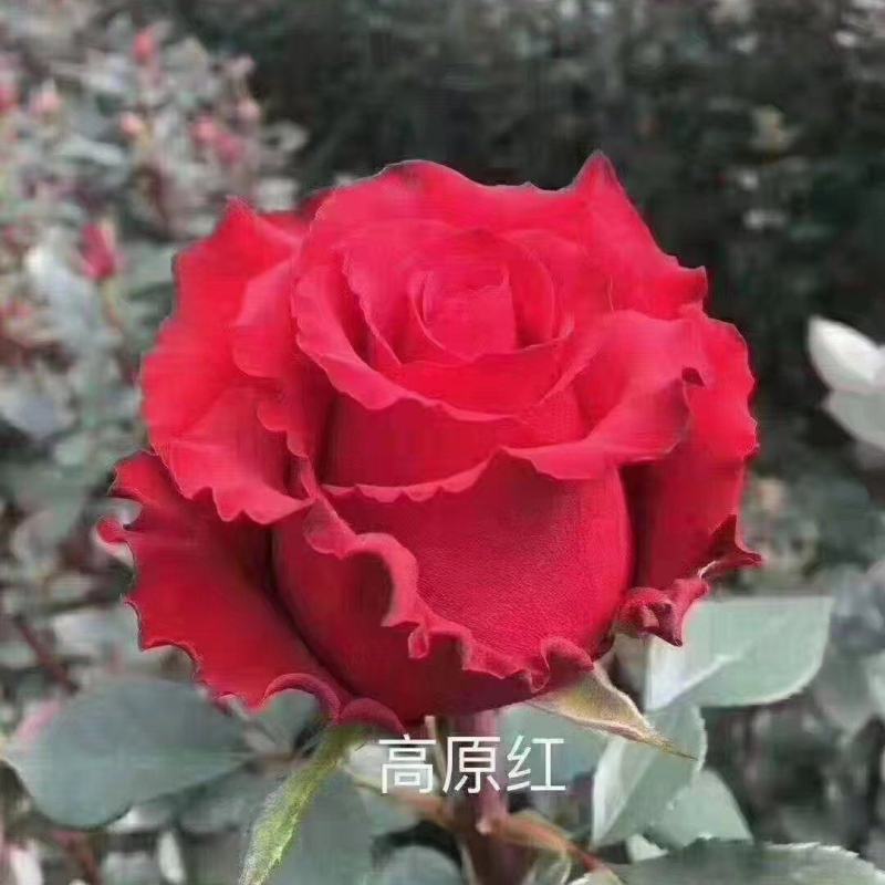 [热卖]云南昆明月季花卉种苗花卉种苗月季苗