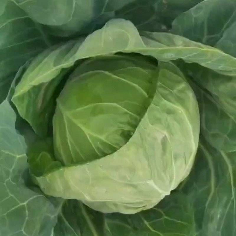 甘肃甘蓝包菜定西甘蓝大量有货欢迎合作