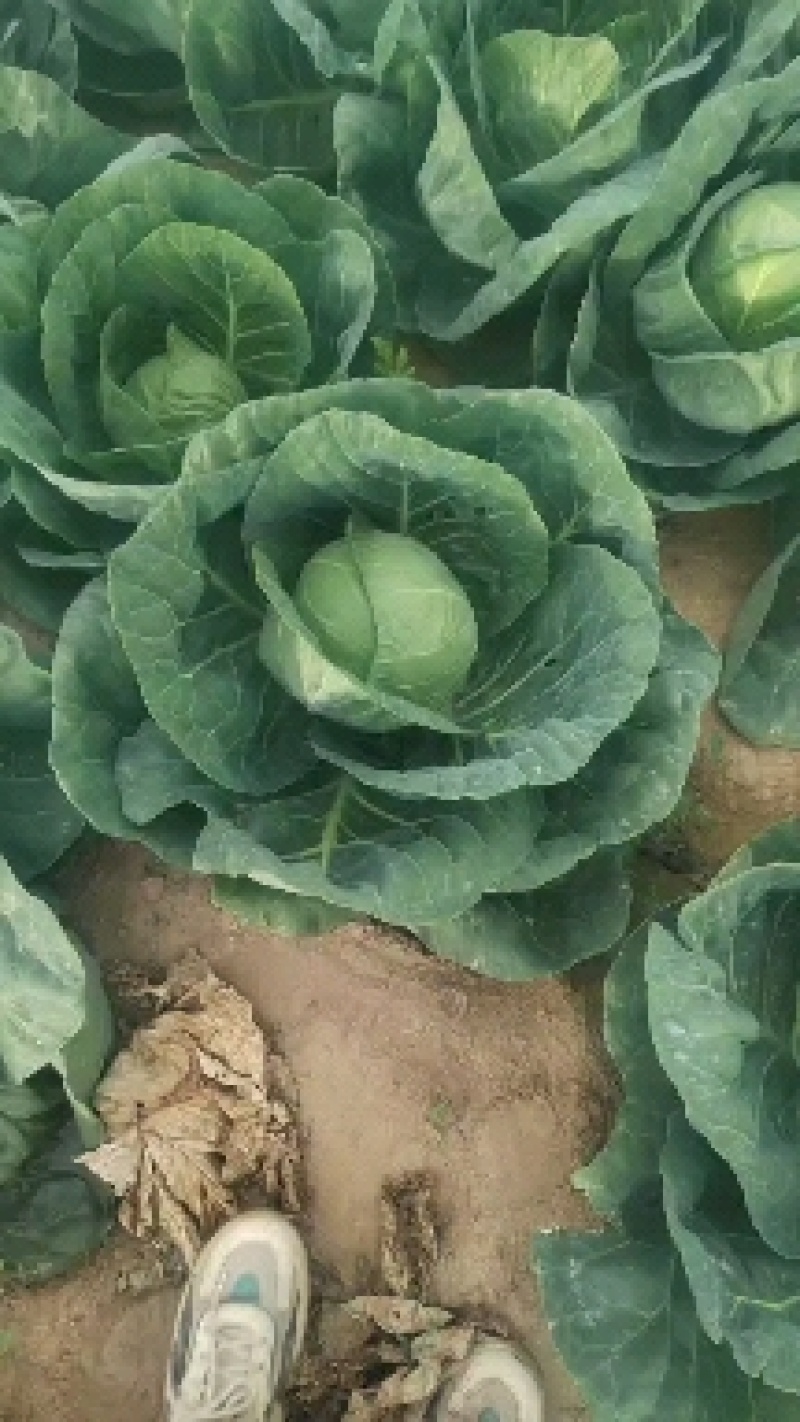 甘肃甘蓝包菜定西甘蓝大量有货欢迎合作