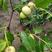 桃树苗新品种早晚熟离核特大黑桃皇后中华黑桃王南北方种植