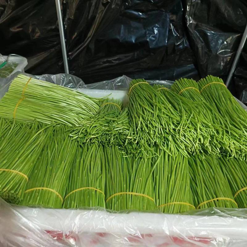 精品芦蒿