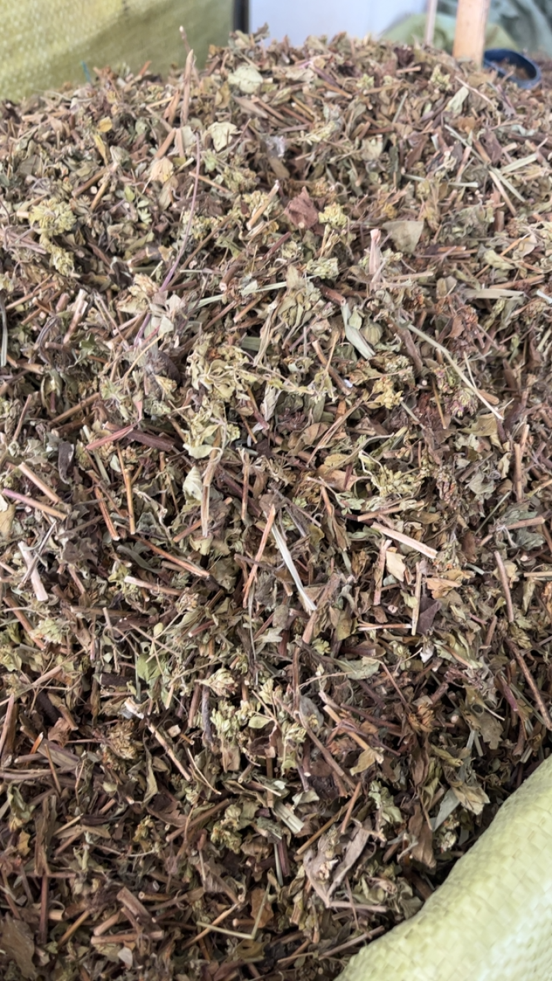 土茵陈牛至白花茵陈去根带根两种规格