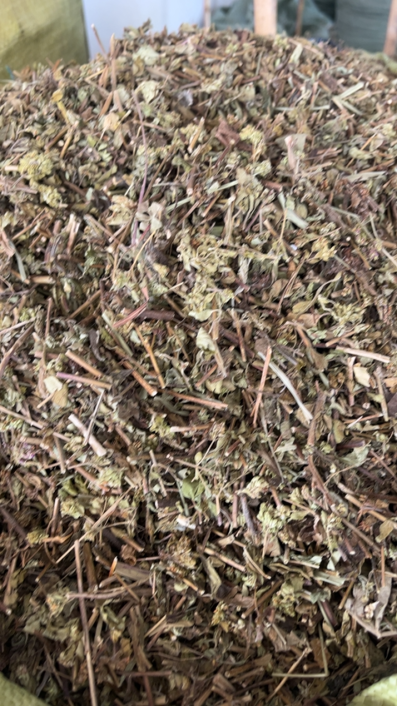 土茵陈牛至白花茵陈去根带根两种规格