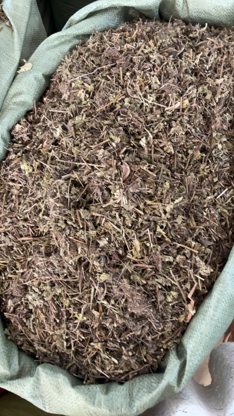 土茵陈牛至白花茵陈去根带根两种规格