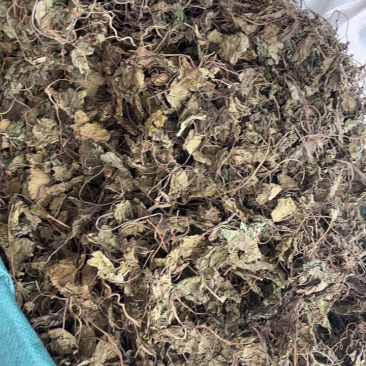 天葵青天葵大中叶两种规格，下单先选规格