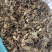 天葵青天葵大中叶两种规格，下单先选规格