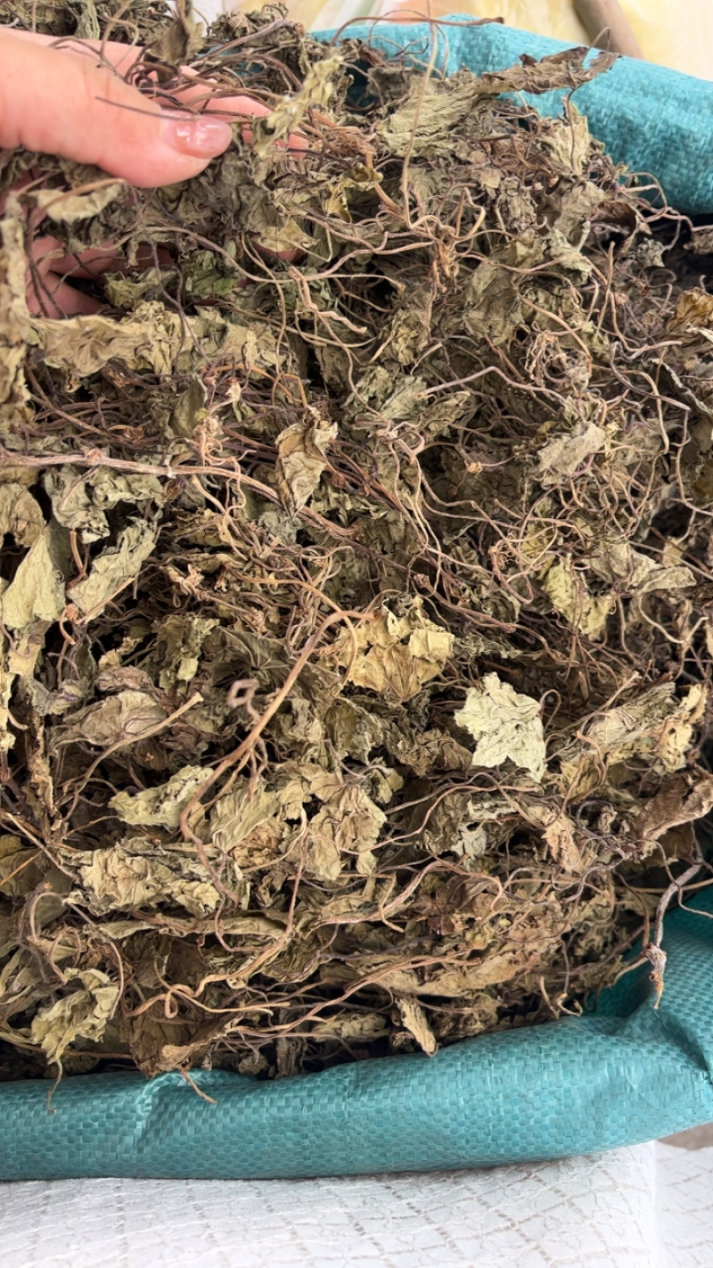 天葵青天葵大中叶两种规格，下单先选规格