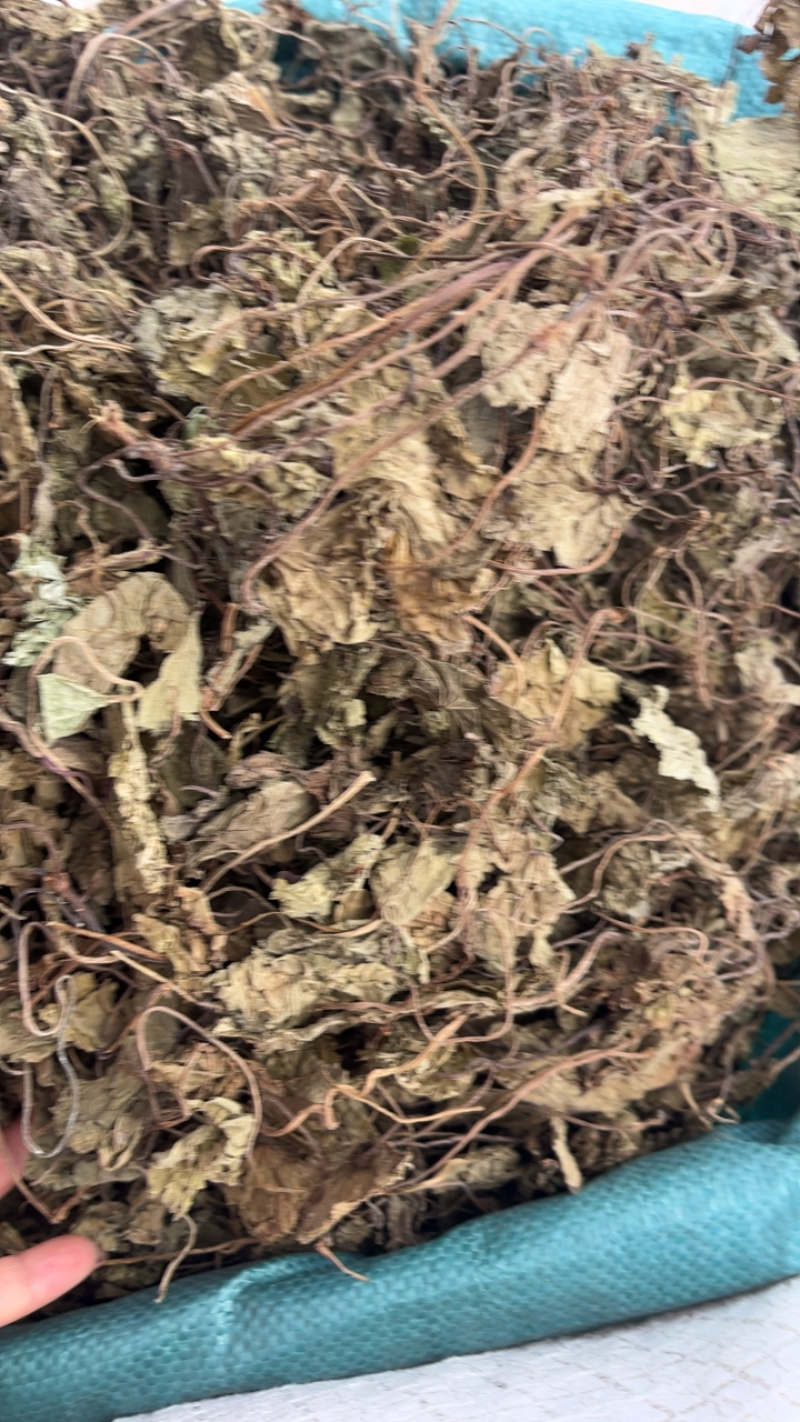 天葵青天葵大中叶两种规格，下单先选规格