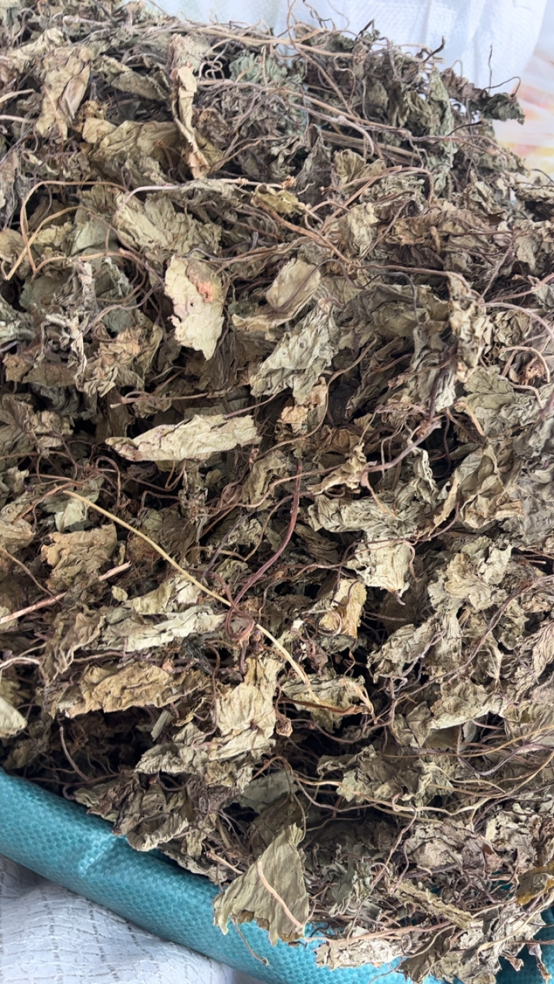 天葵青天葵大中叶两种规格，下单先选规格