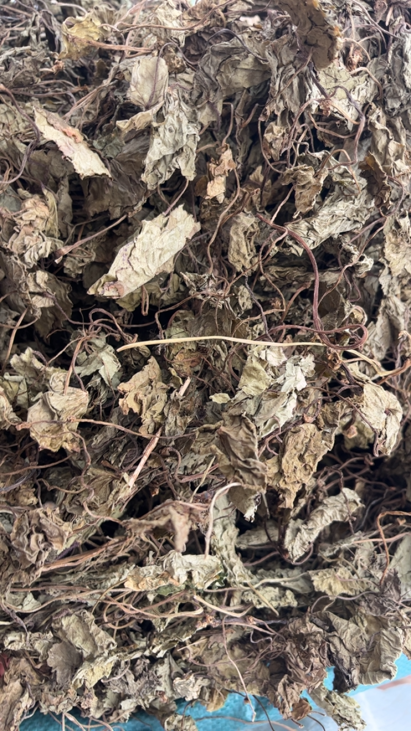 天葵青天葵大中叶两种规格，下单先选规格