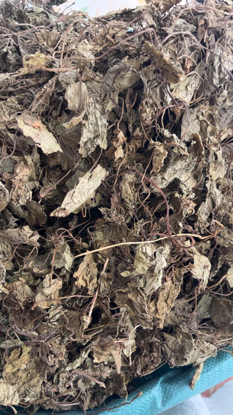 天葵青天葵大中叶两种规格，下单先选规格
